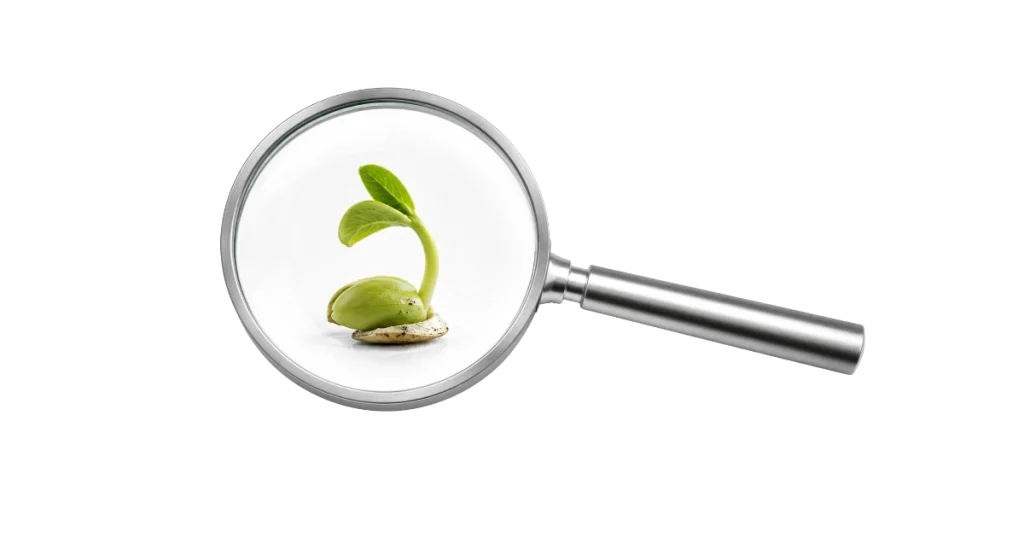 Curiosité managériale, regarder de près pour découvrir ce qui commence à germer