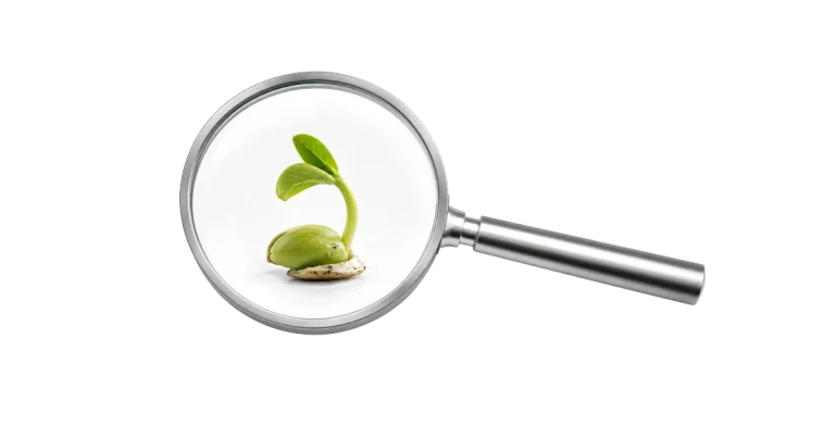 Curiosité managériale, regarder de près pour découvrir ce qui commence à germer