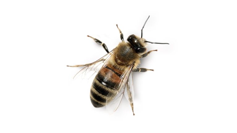 pollination polinisation cross-pollination et innovation adjacente