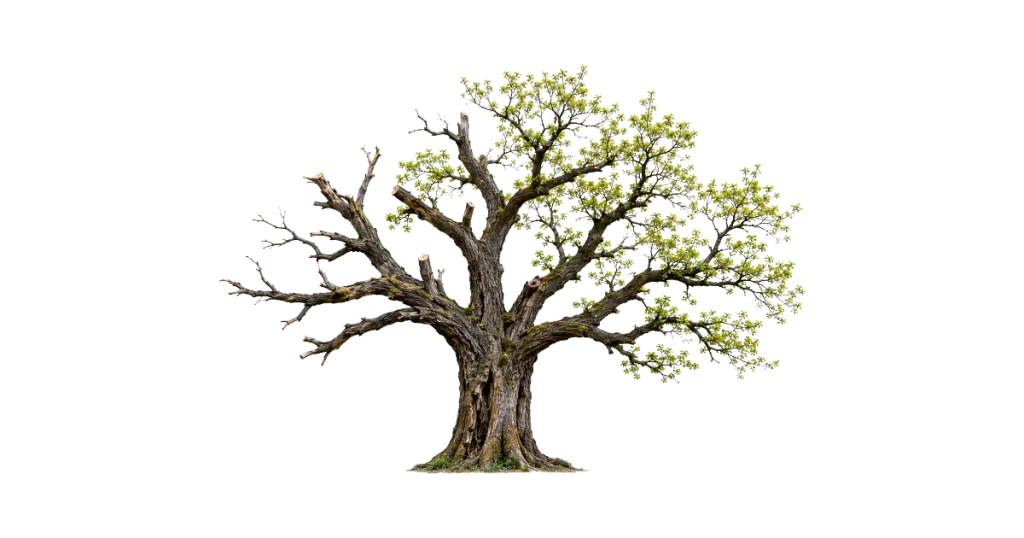 arbre stylisé aux branches multiples symbolisant la réserve d'options d'une carrière