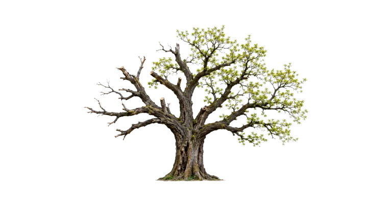 arbre stylisé aux branches multiples symbolisant la réserve d'options d'une carrière